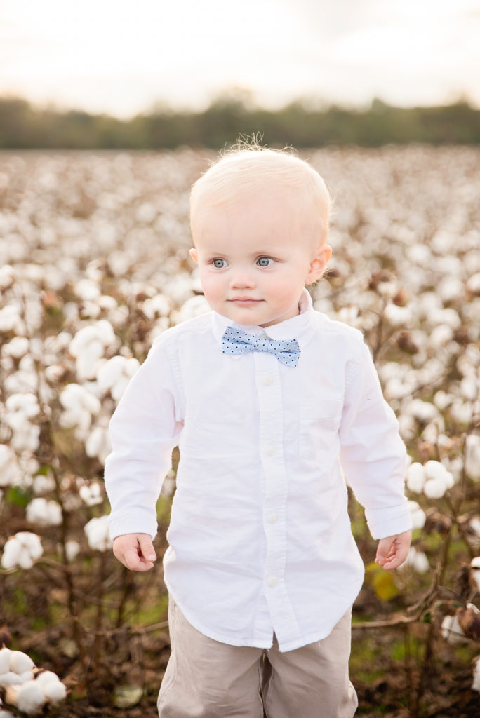cotton field family photos
